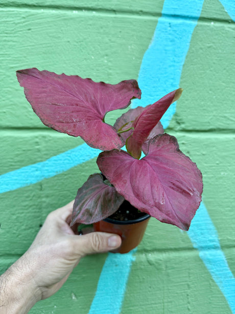 4" Syngonium 'Orm Nak' - Canopy Plant Co.