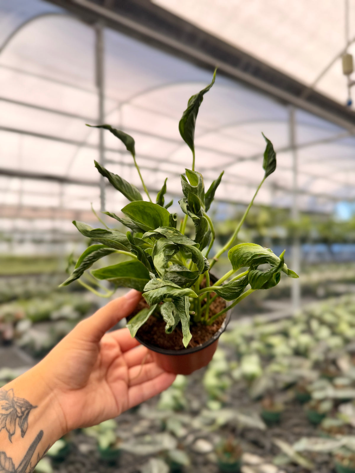 4" Pothos ‘Shangri-La’