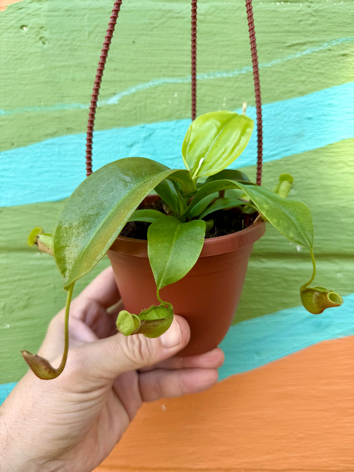 4" Nepenthes 'Gaya' hanging basket - Canopy Plant Co.