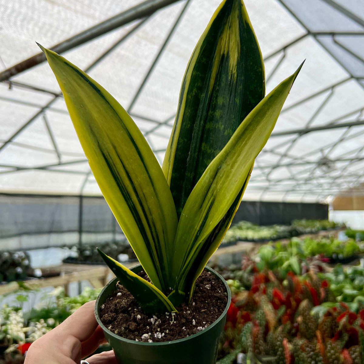 flame snake plant 4” Sansevieria Golden Flame – Canopy Plant Co