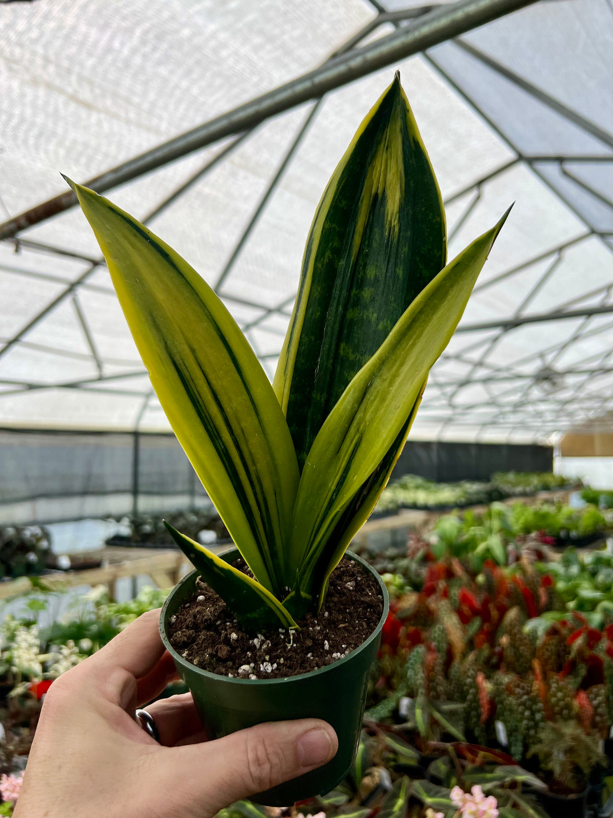 4” Sansevieria Golden Flame - Canopy Plant Co.