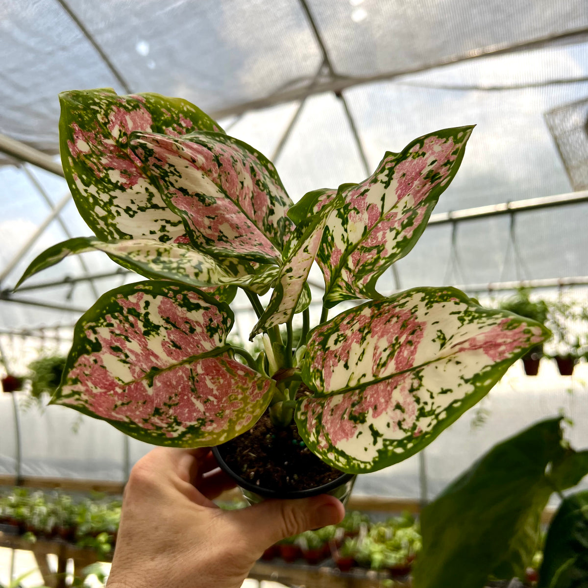 4” Aglaonema tricolor 'Anyamanee' – Canopy Plant Co