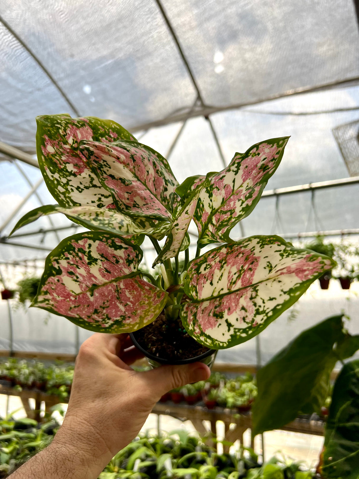 4” Aglaonema tricolor 'Anyamanee' - Canopy Plant Co.