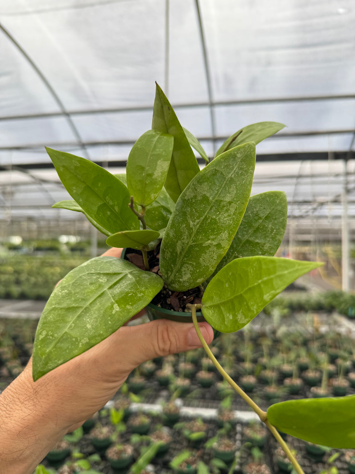 4" Hoya RHM 14-1