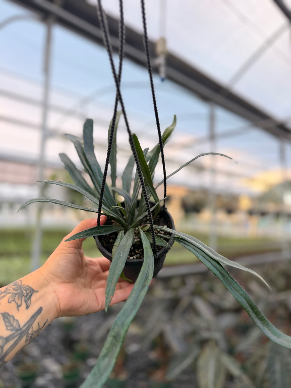 4" Microsorum thailandicum ‘Blue Oil Fern’ hanging basket