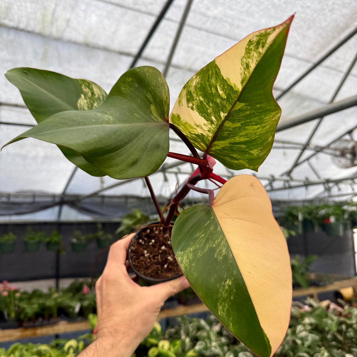 philodendron leaves for sale 4” Philodendron 'Strawberry Shake'