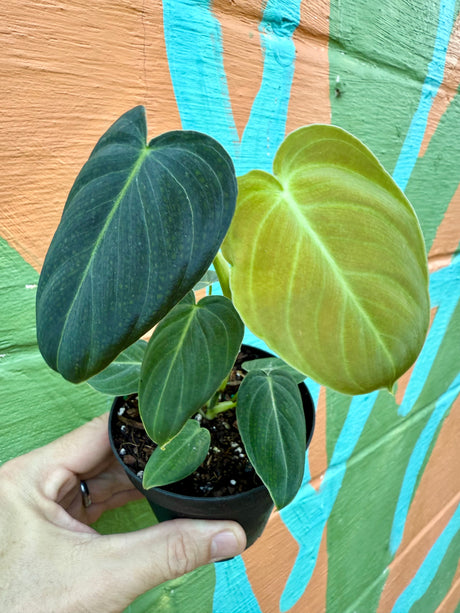4" Philodendron melanochrysum - Canopy Plant Co.