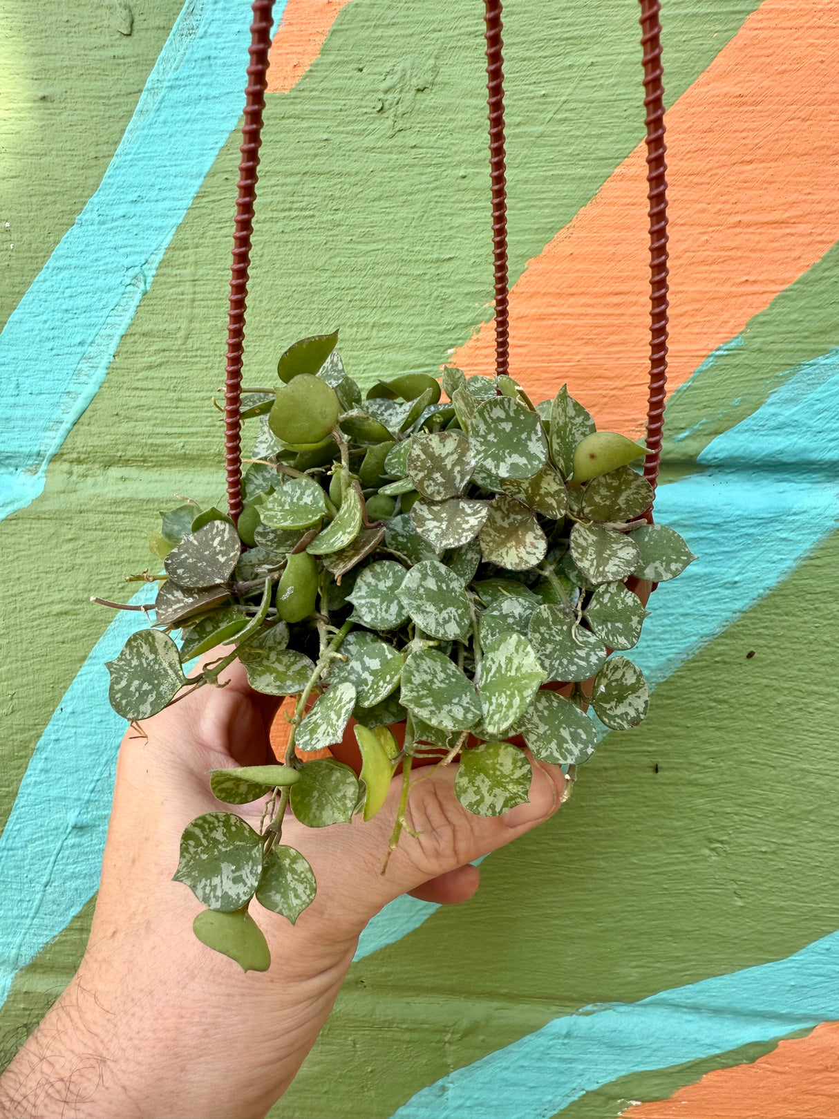4" Hoya curtisii hanging basket - Canopy Plant Co.
