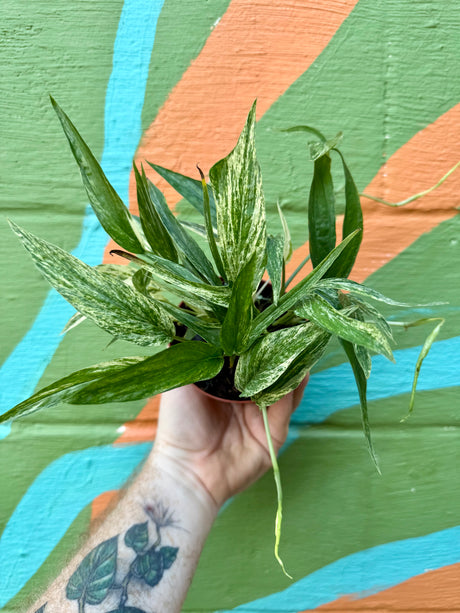 4" Amydrium zippelianum variegated - Canopy Plant Co.
