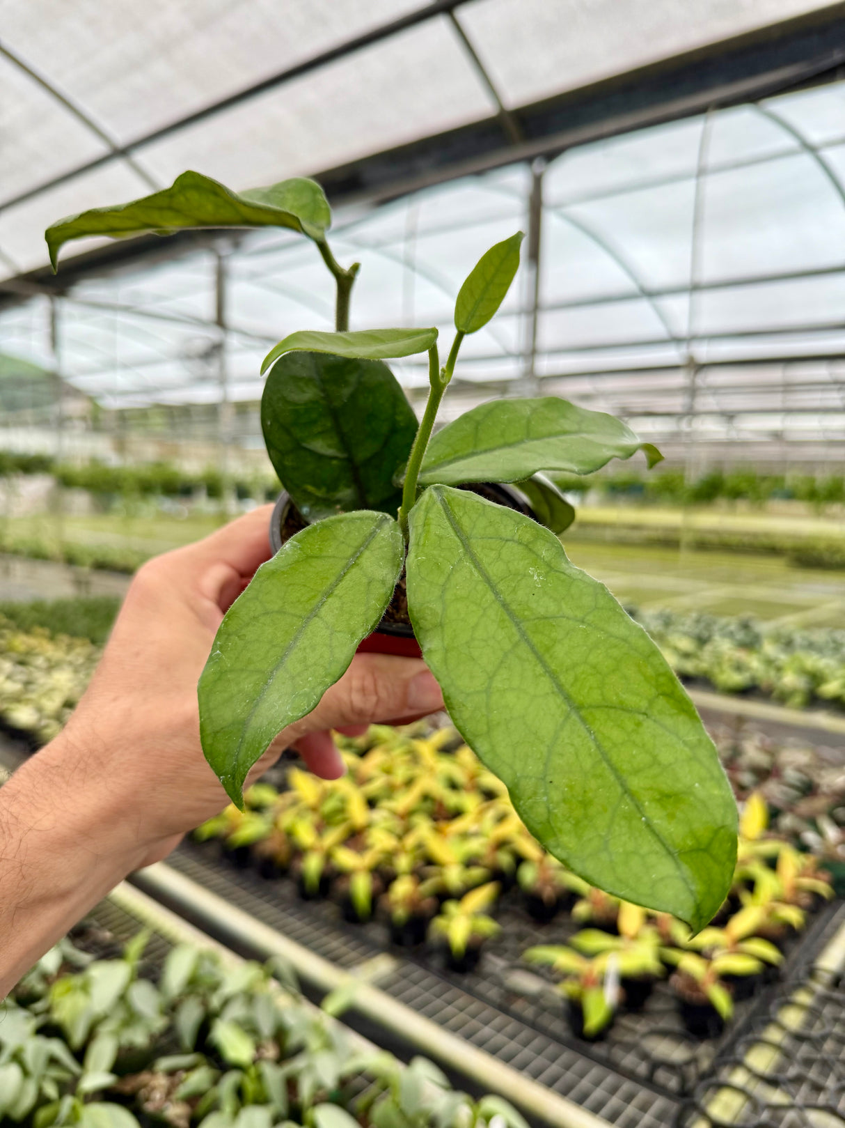 4" Hoya globulosa