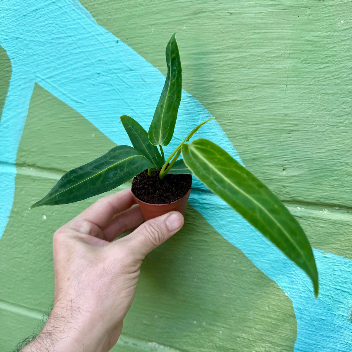 2” Anthurium warocqueanum | Canopy Plant Co.