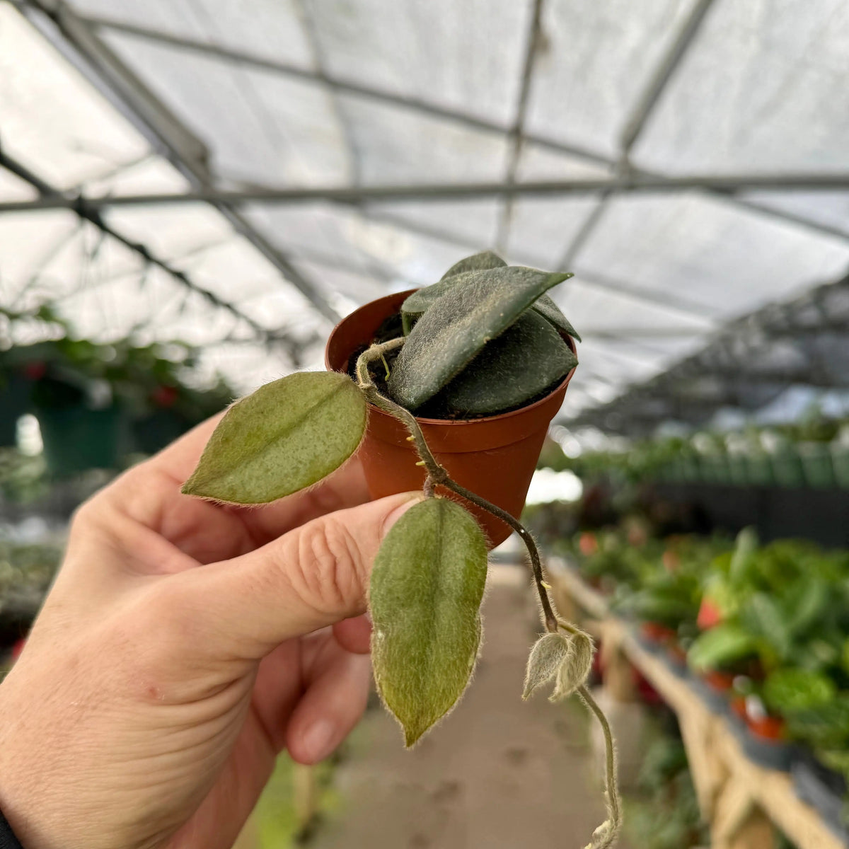 2” Hoya thomsonii (white flower) – Canopy Plant Co.