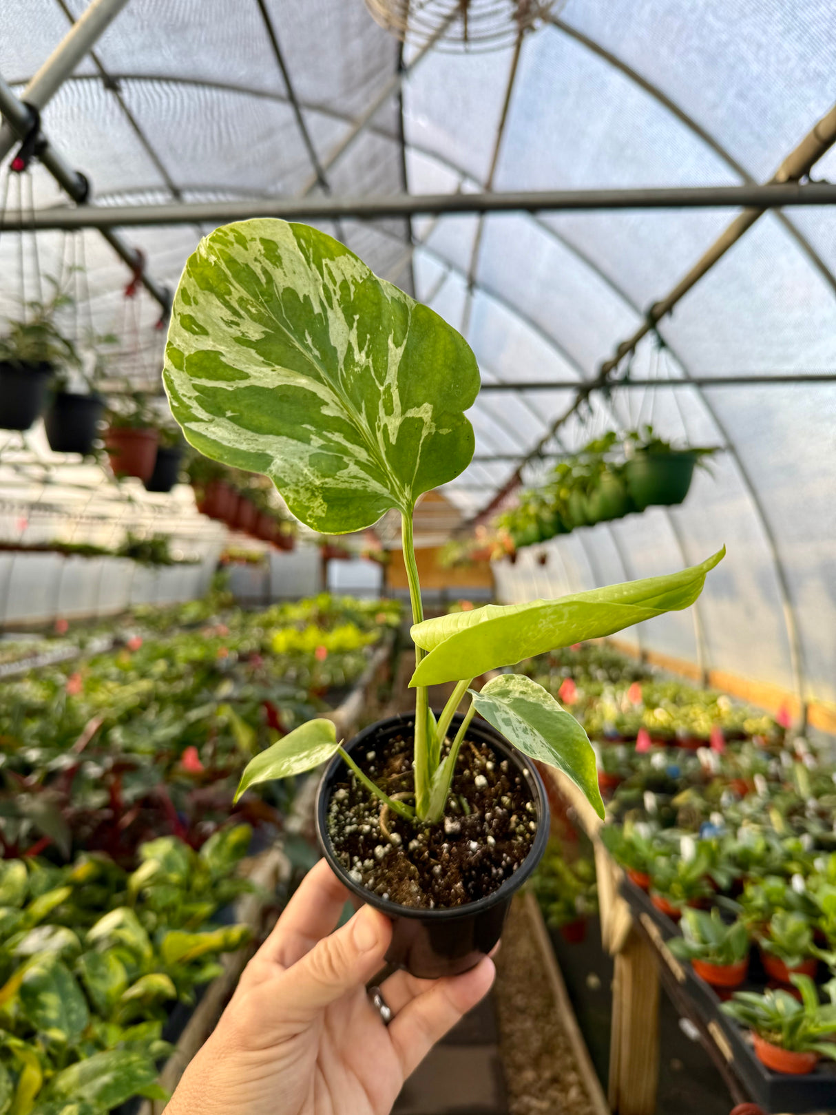 4" Monstera ‘Bulbasaur' - Canopy Plant Co.