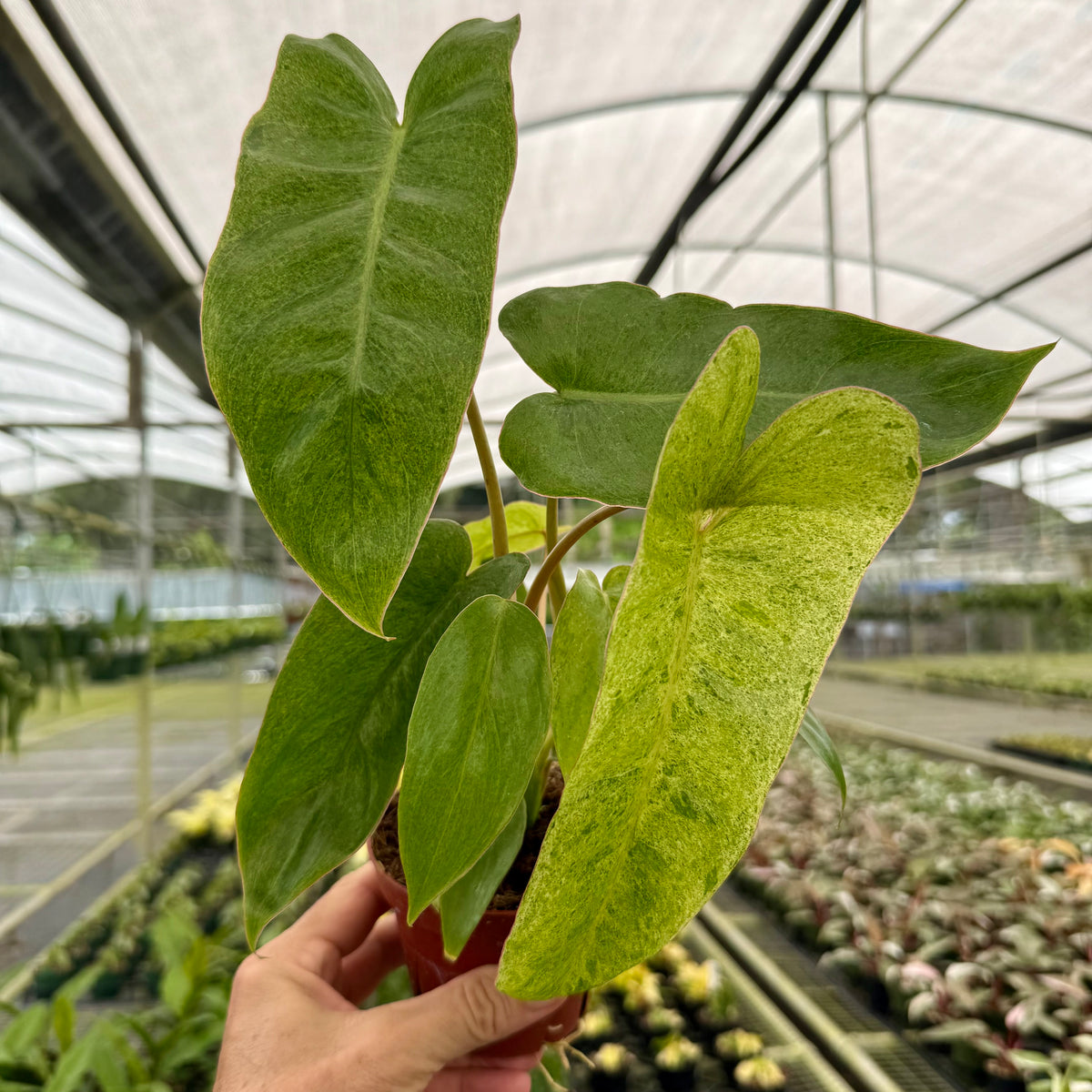 philodendron paraiso verde scientific name 4