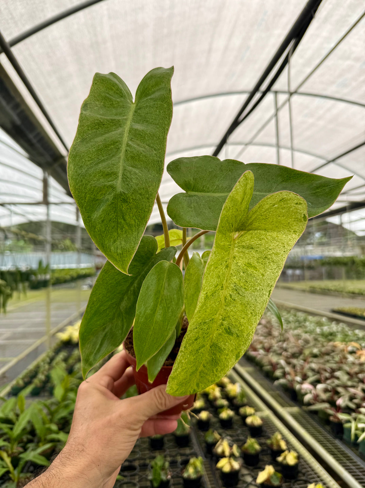 4" Philodendron 'Paraiso Verde'