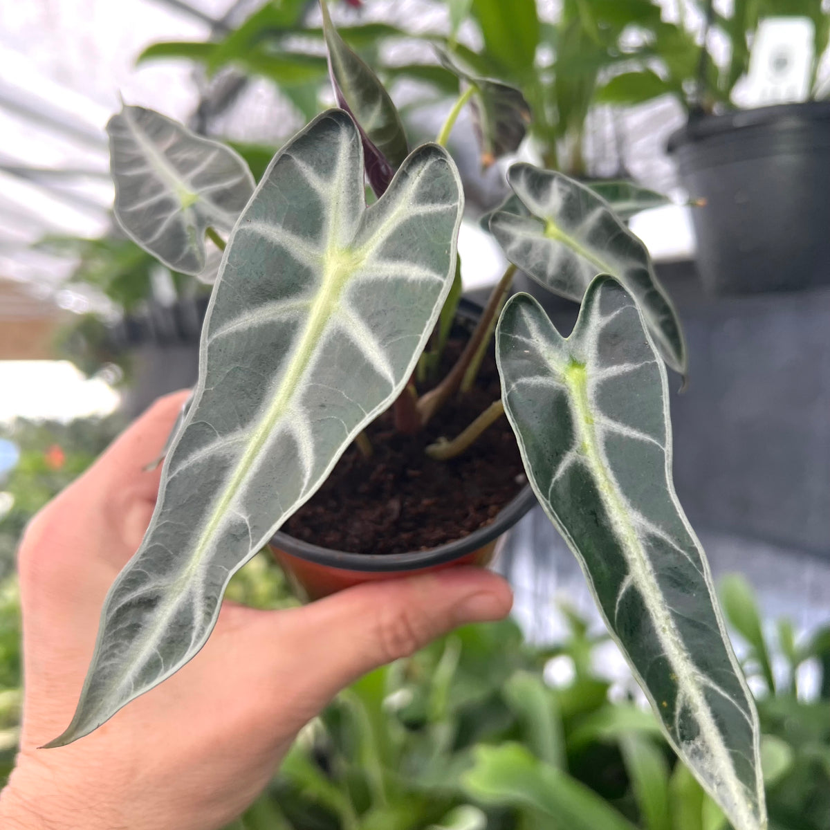 philodendron bambino 4