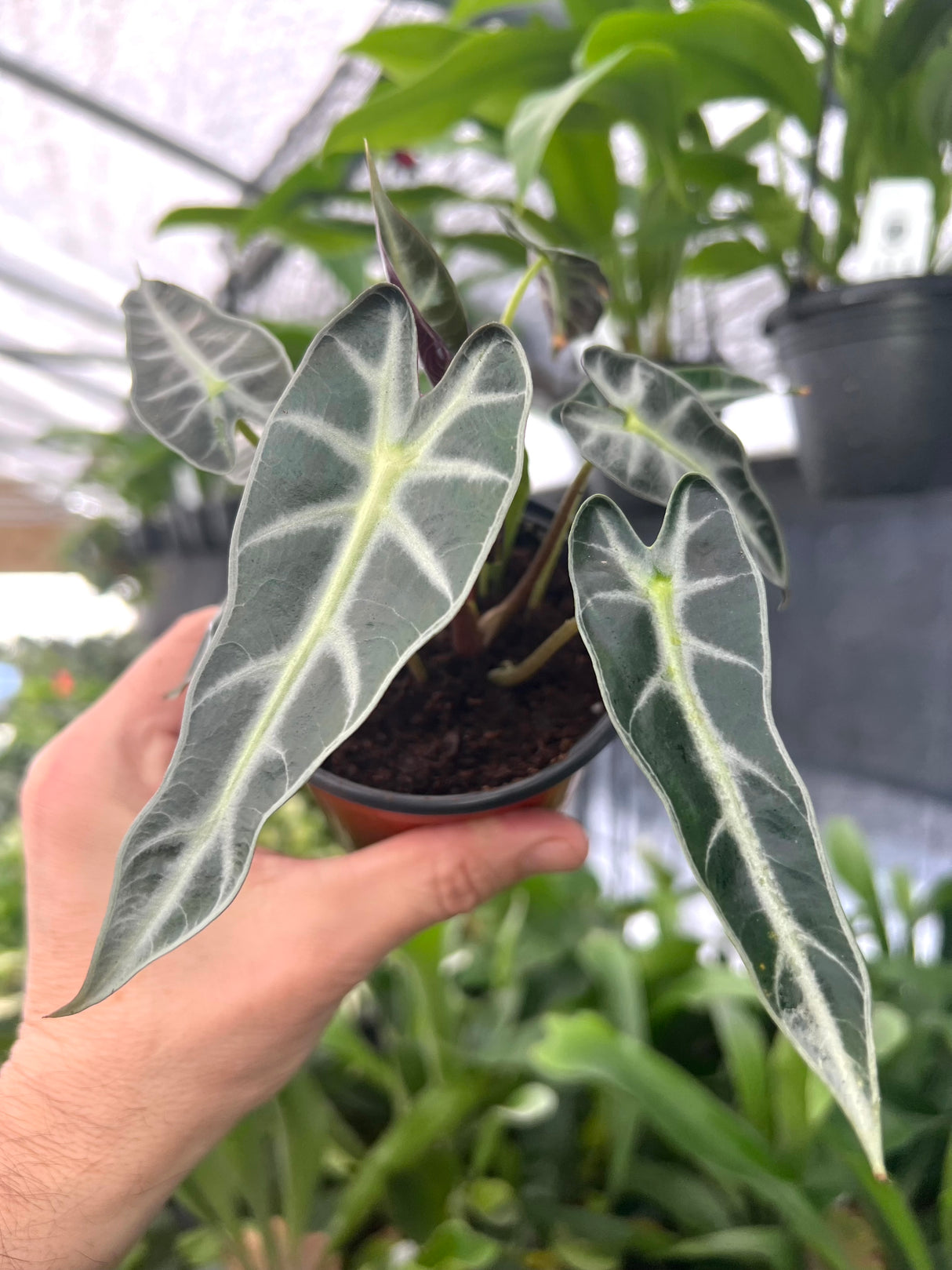 4" Alocasia Bambino - Canopy Plant Co.