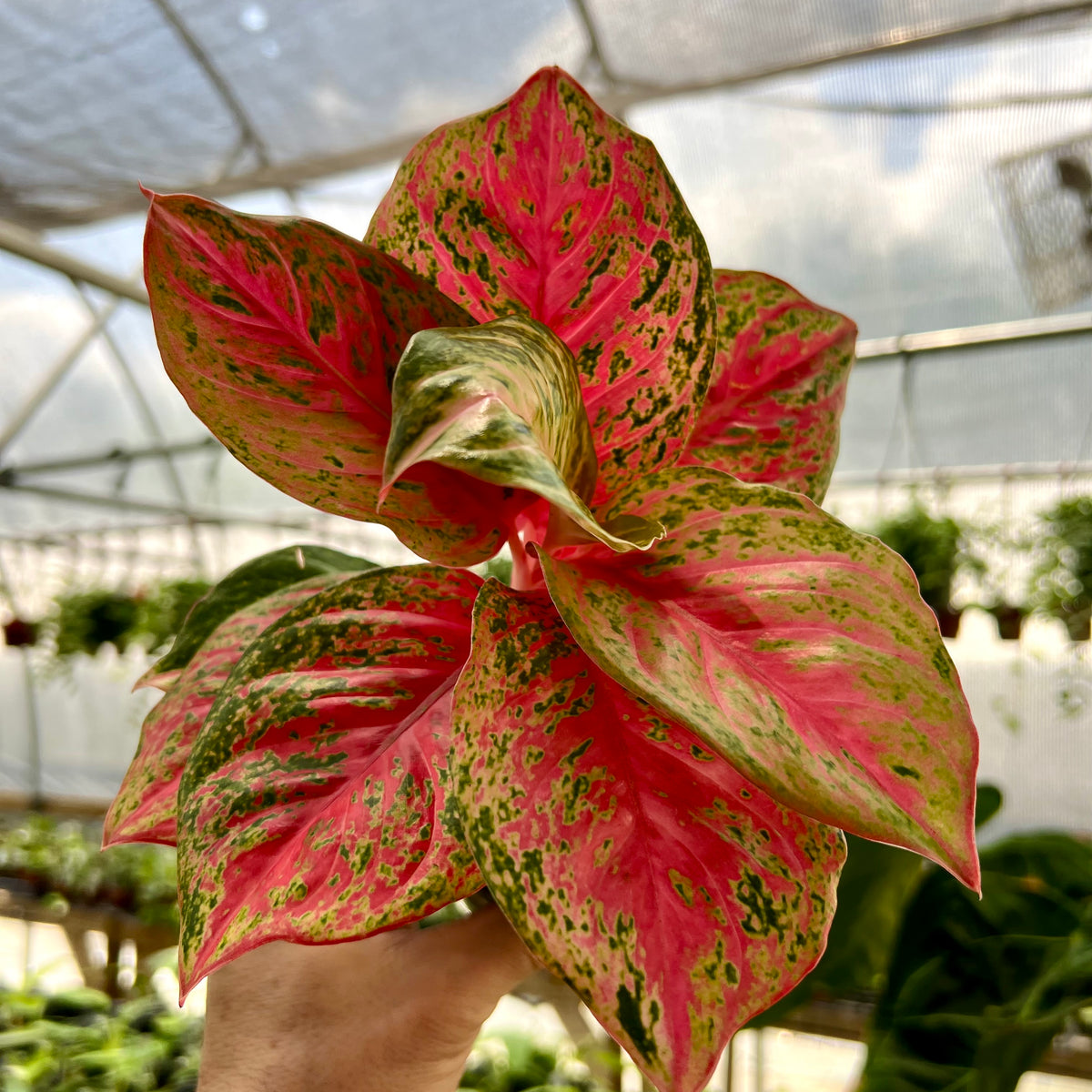 red aglaonema height 4” Aglaonema 'Red Mahasetti' – Canopy Plant Co