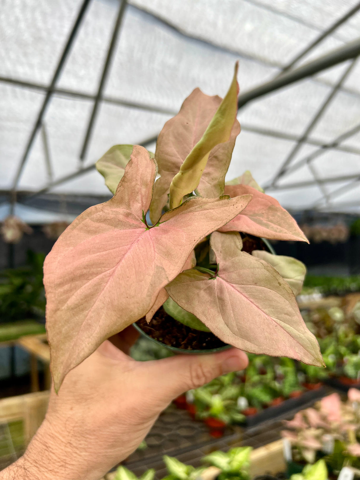 4" Syngonium Pink Perfection - Canopy Plant Co.