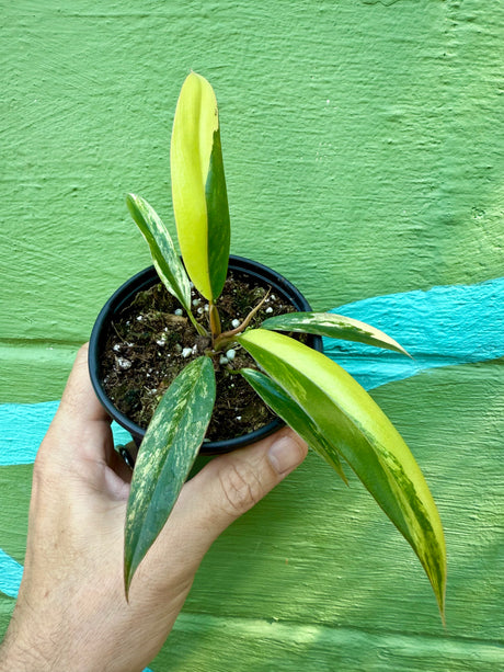 4” Philodendron ‘Caramel Marble’ - Canopy Plant Co.