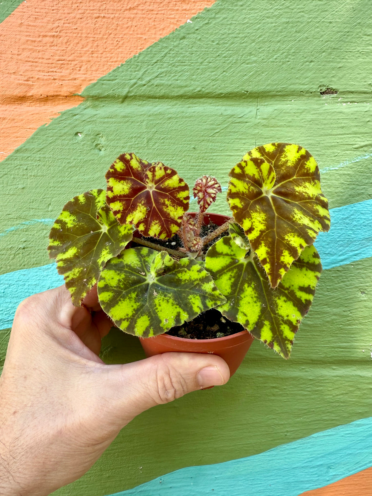 4" Begonia 'Cowardly Lion' - Canopy Plant Co.