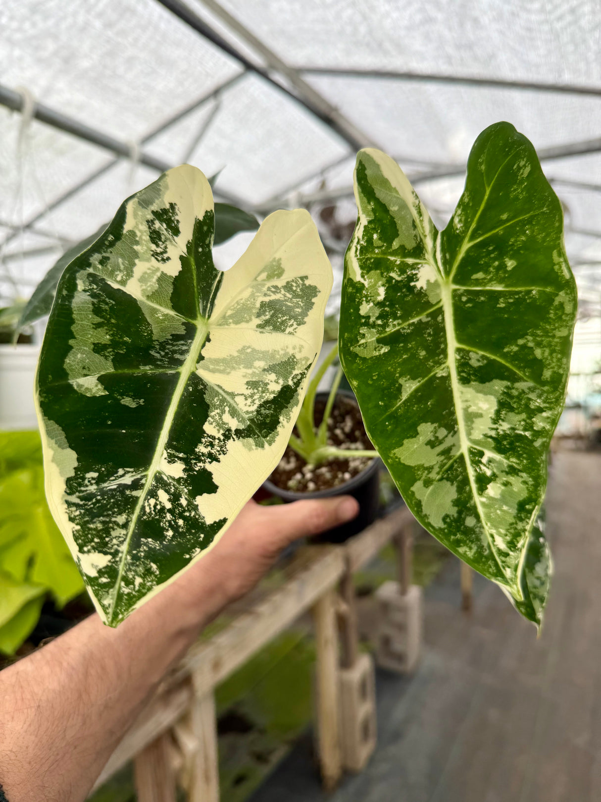 4” Alocasia 'Frydek' variegated - Canopy Plant Co.