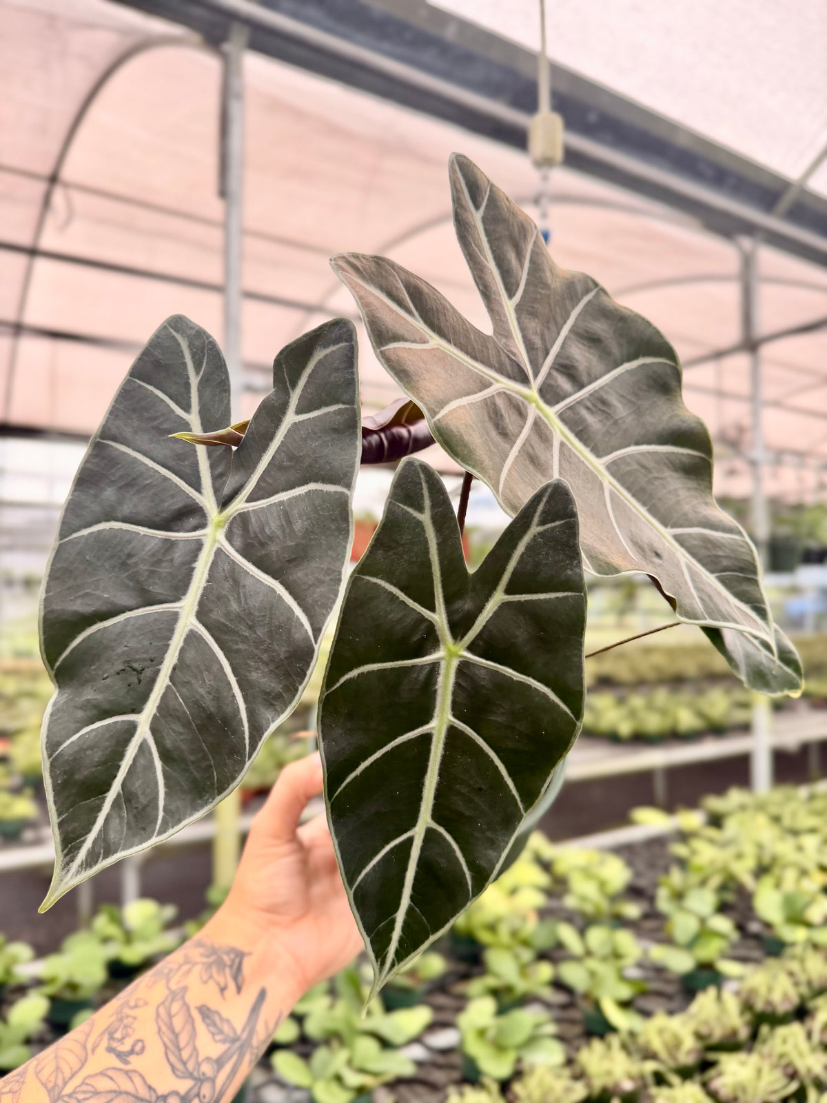 6" Alocasia longiloba ‘Black Satun' - Canopy Plant Co.