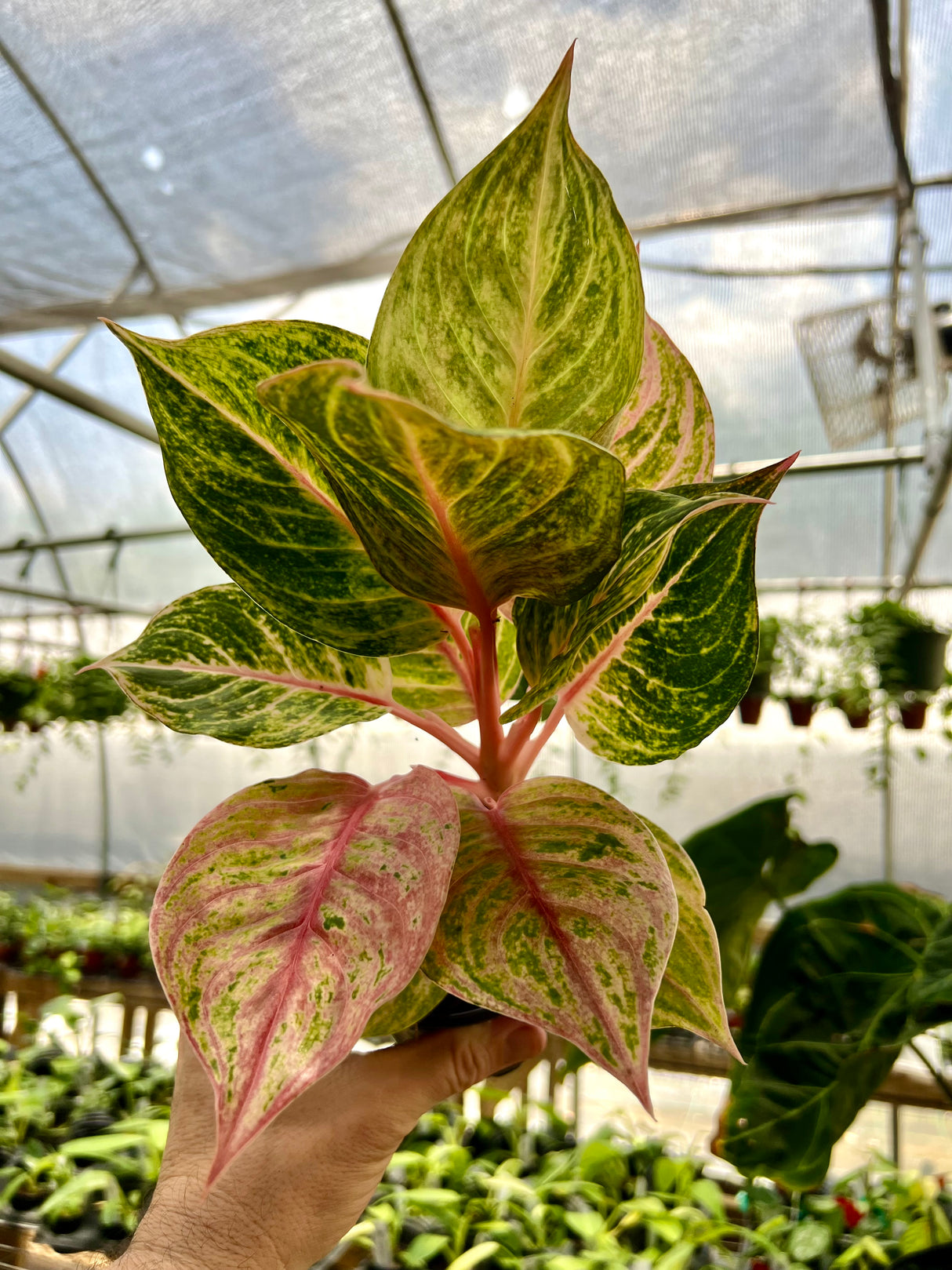 4” Aglaonema 'Jouli' - Canopy Plant Co.