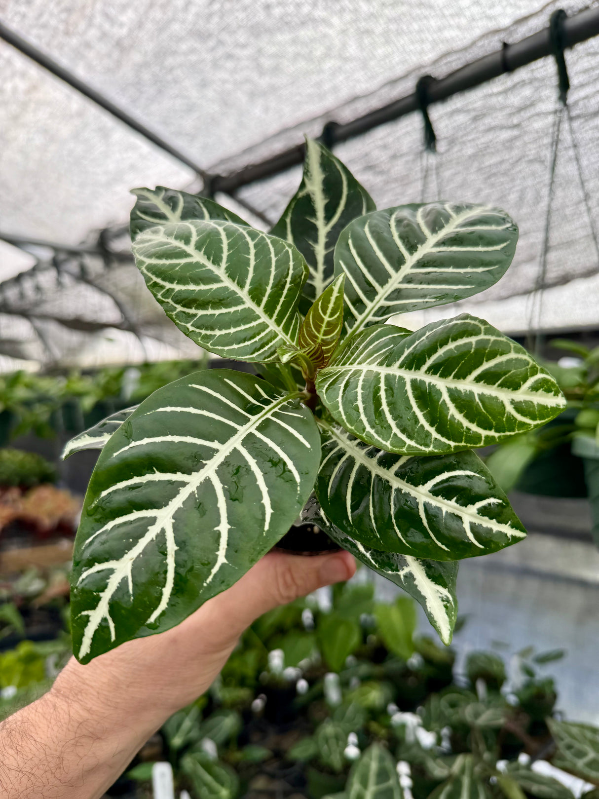 4" Aphelandra squarrosa 'Dania' (Zebra Plant) - Canopy Plant Co.