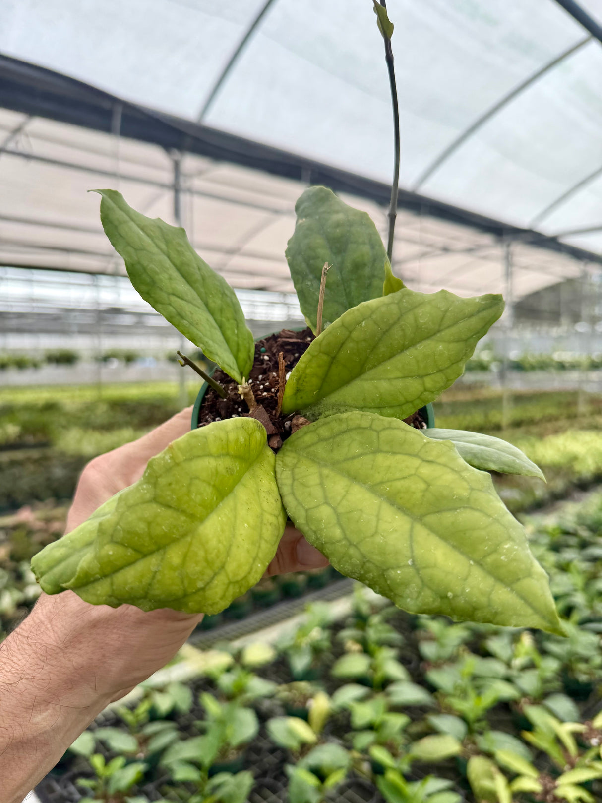 4" Hoya EPC-1015