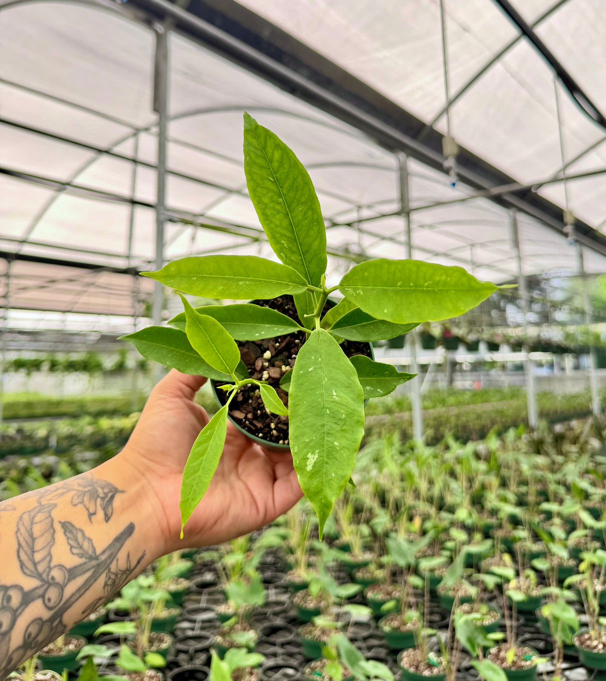 4" Hoya lockii