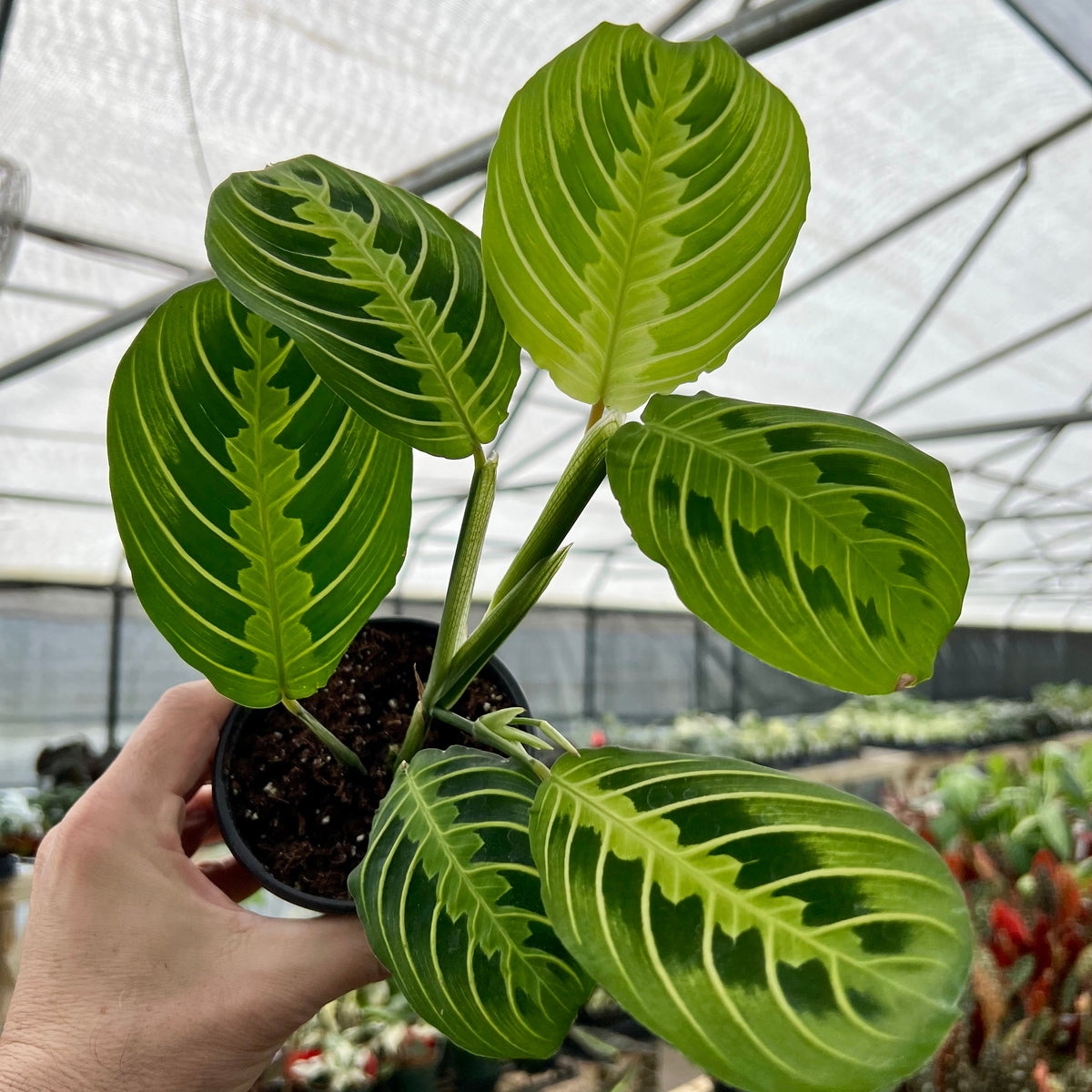 lemon lime maranta prayer plant 4" Maranta leuconeura 'Lemon Lime'