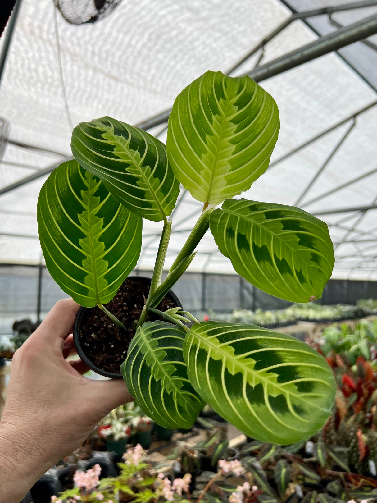 4" Maranta leuconeura 'Lemon Lime' - Canopy Plant Co.