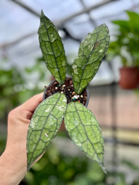 3” Hoya clemensiorum - Canopy Plant Co.