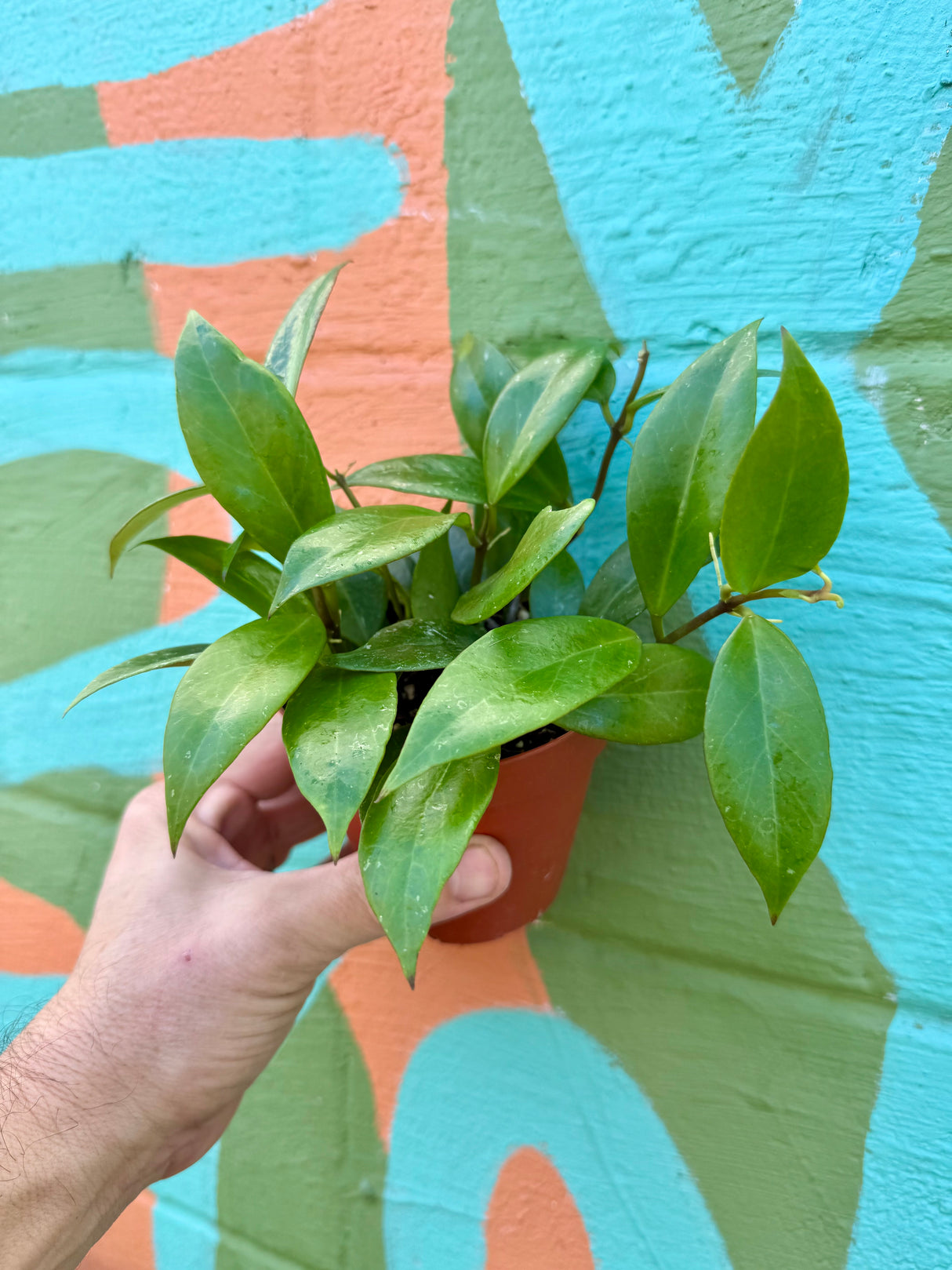 4” Hoya ‘Sunrise’ - Canopy Plant Co.