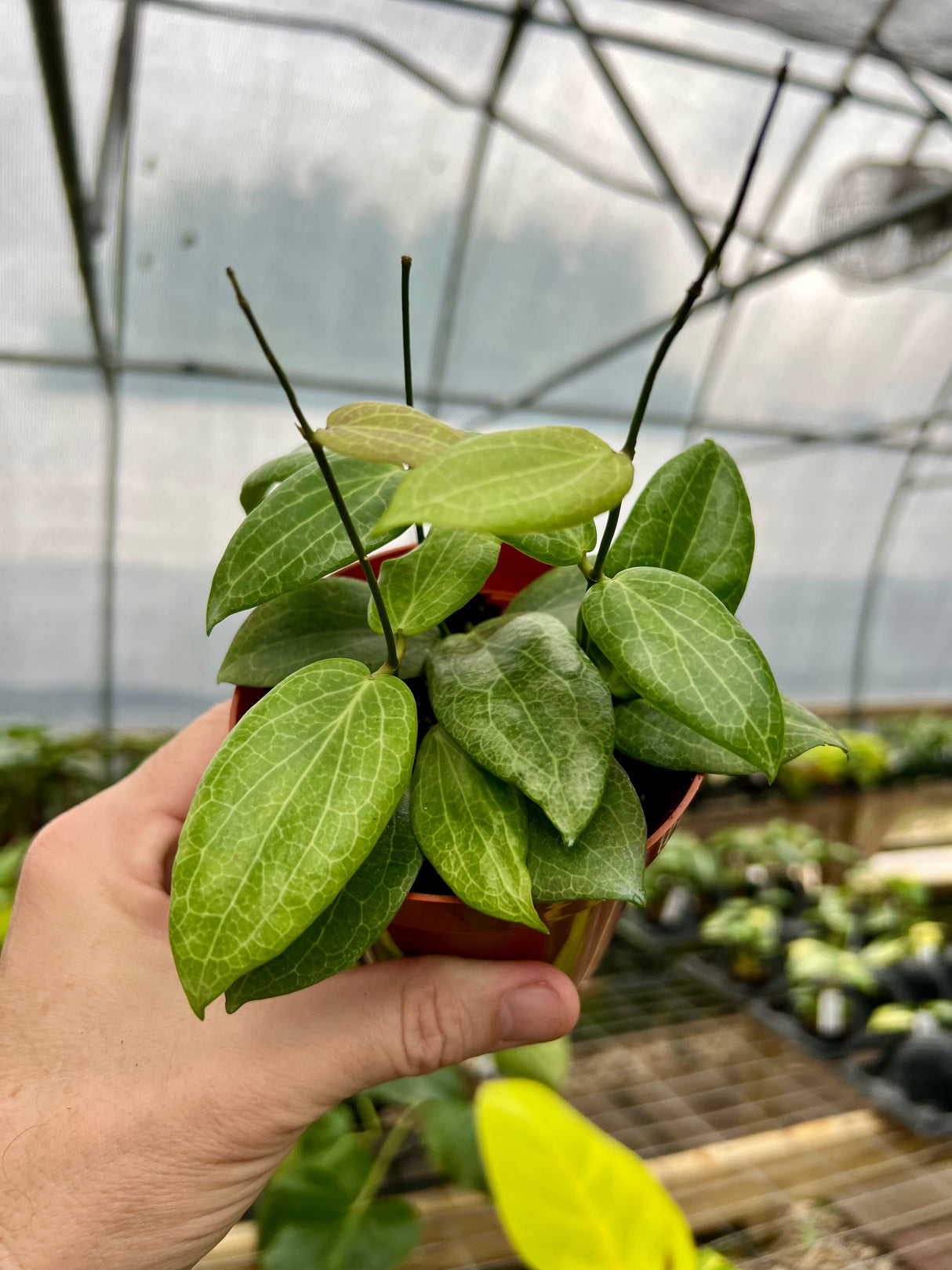 4" Hoya fitchii - Canopy Plant Co.
