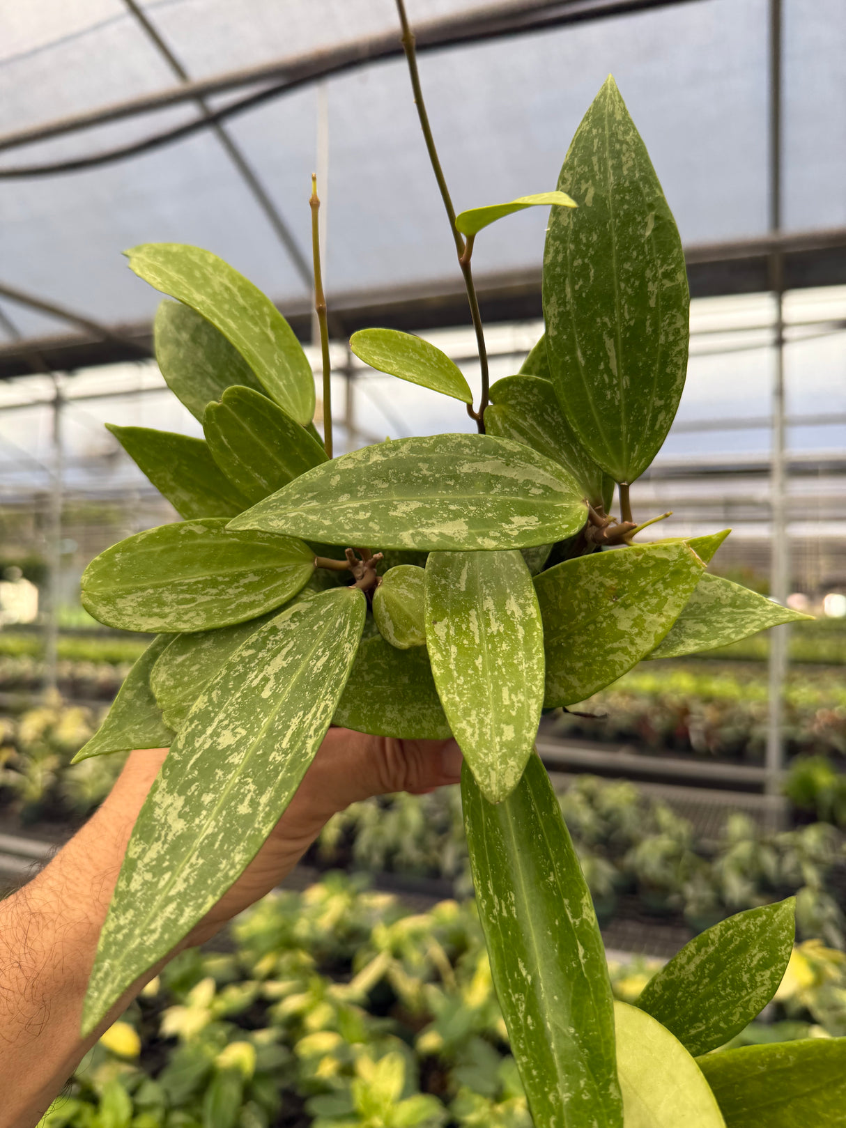 4” Hoya latifolia 'Rangsan' splash - Canopy Plant Co.