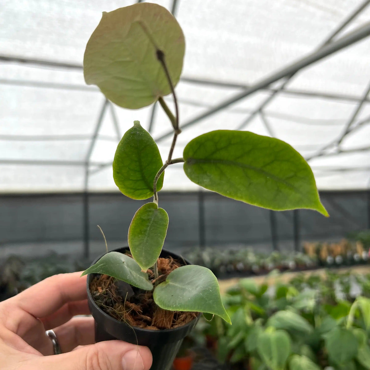 3” Hoya inflata – Canopy Plant Co.