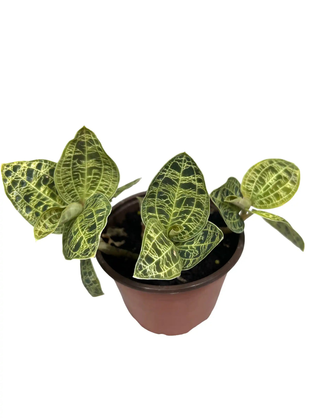 3” Macodes petola 'Lightning Jewel Orchid' Canopy Plant Co.