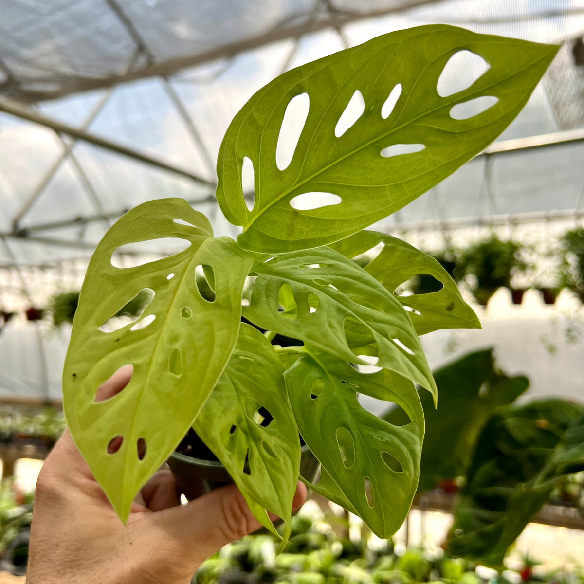 monstera adansonii luz 4" Monstera adansonii 'Neon' – Canopy Plant Co