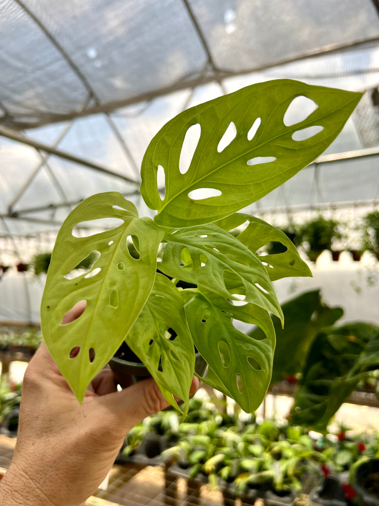 4" Monstera adansonii 'Neon' - Canopy Plant Co.