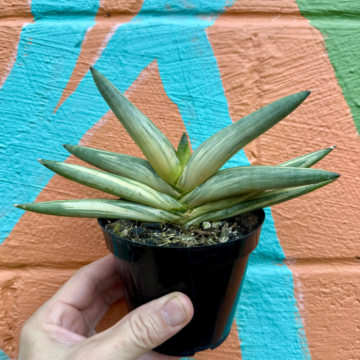 starfish sansevieria care 4" Sansevieria 'Starfish' variegated – Canopy Plant Co