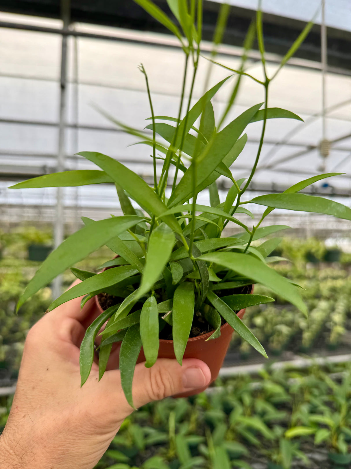 4" Hoya longifolia