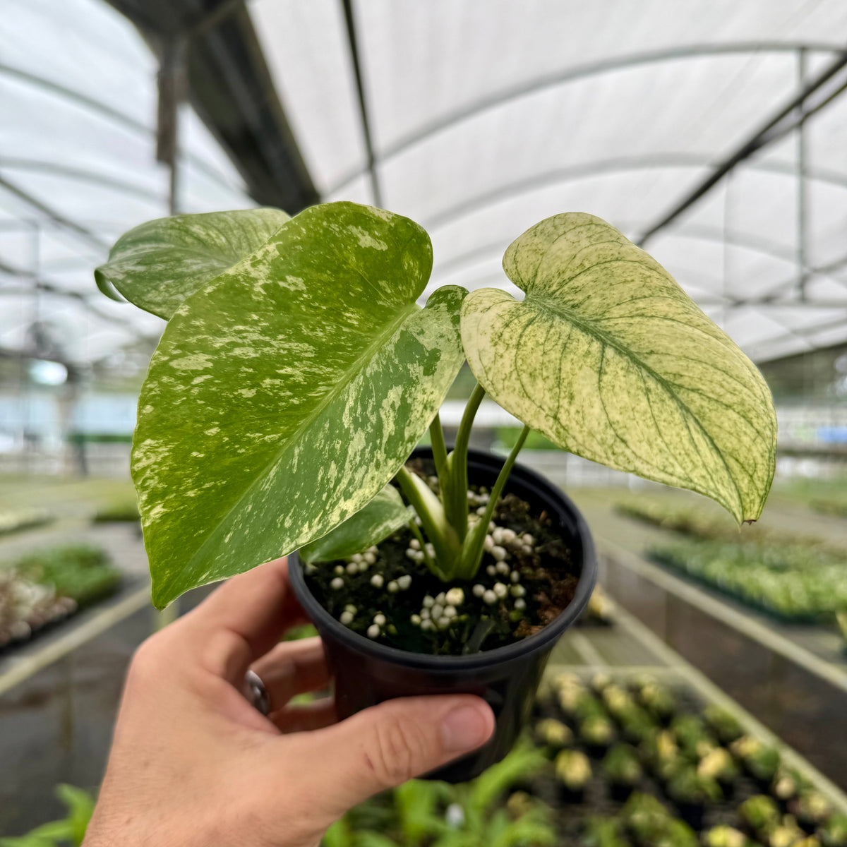 4” Monstera ‘Mint’