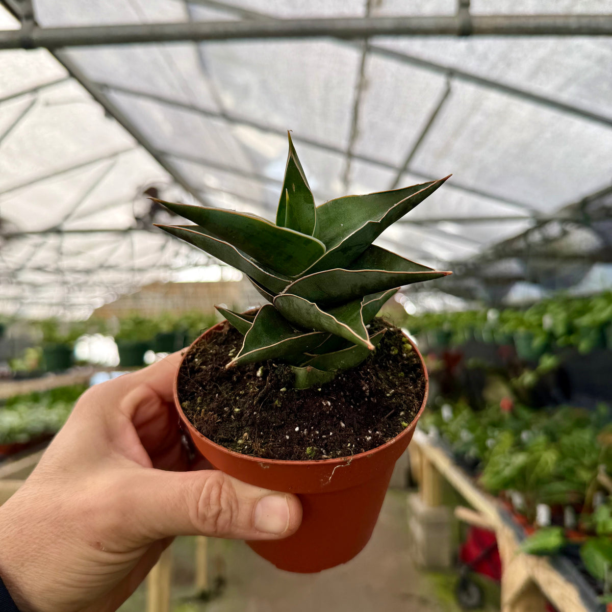 4 Sansevieria powellii