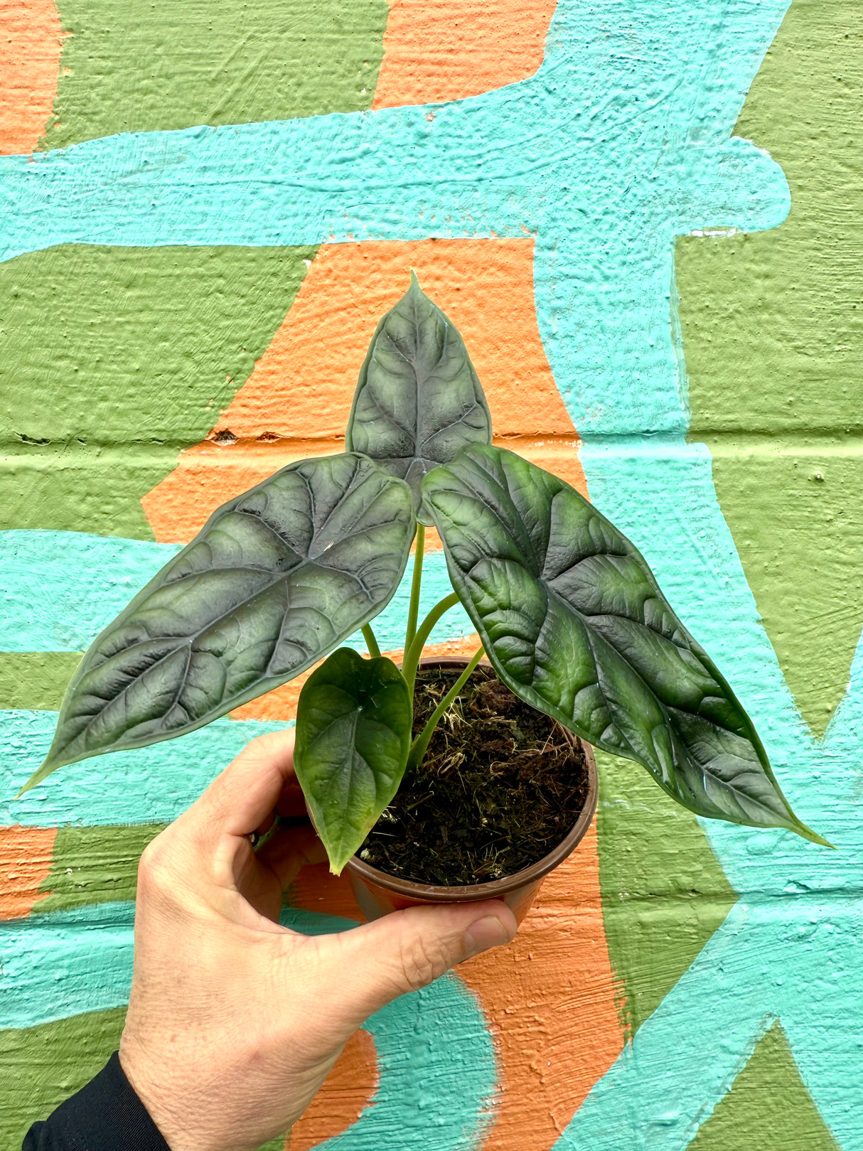 4" Alocasia 'Dragon Scale' - Canopy Plant Co.