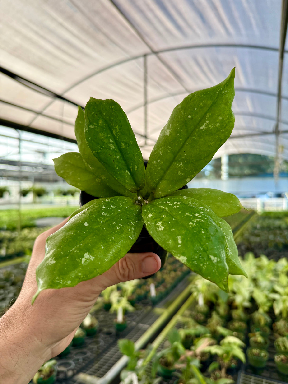 4” Hoya mitrata 'Splash'