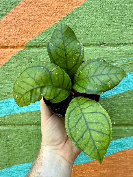 4” Hoya callistophylla 'Vena’ - Canopy Plant Co.