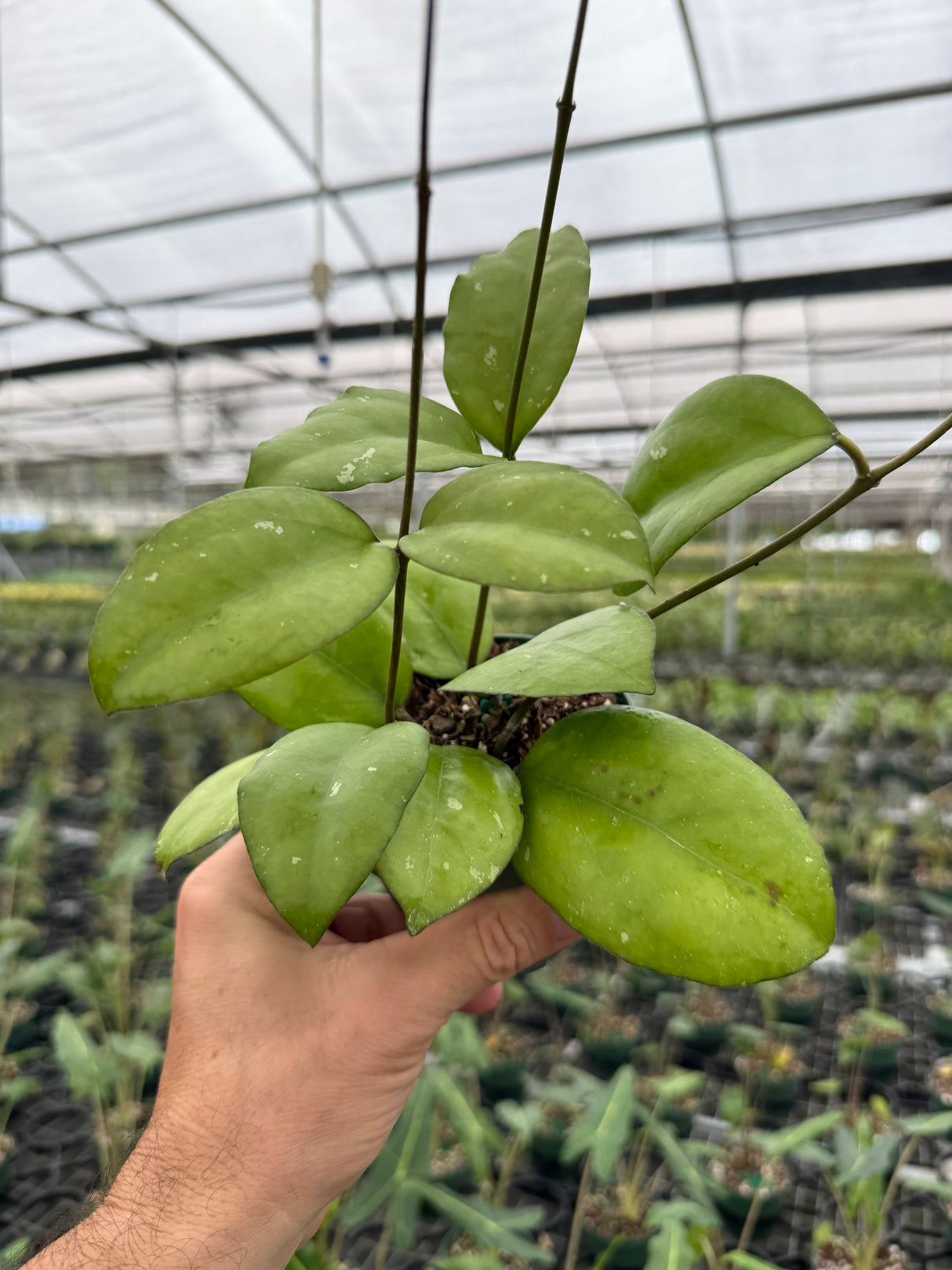 4” Hoya 'Noelle' (vitellinoides x vitellina) - Canopy Plant Co.