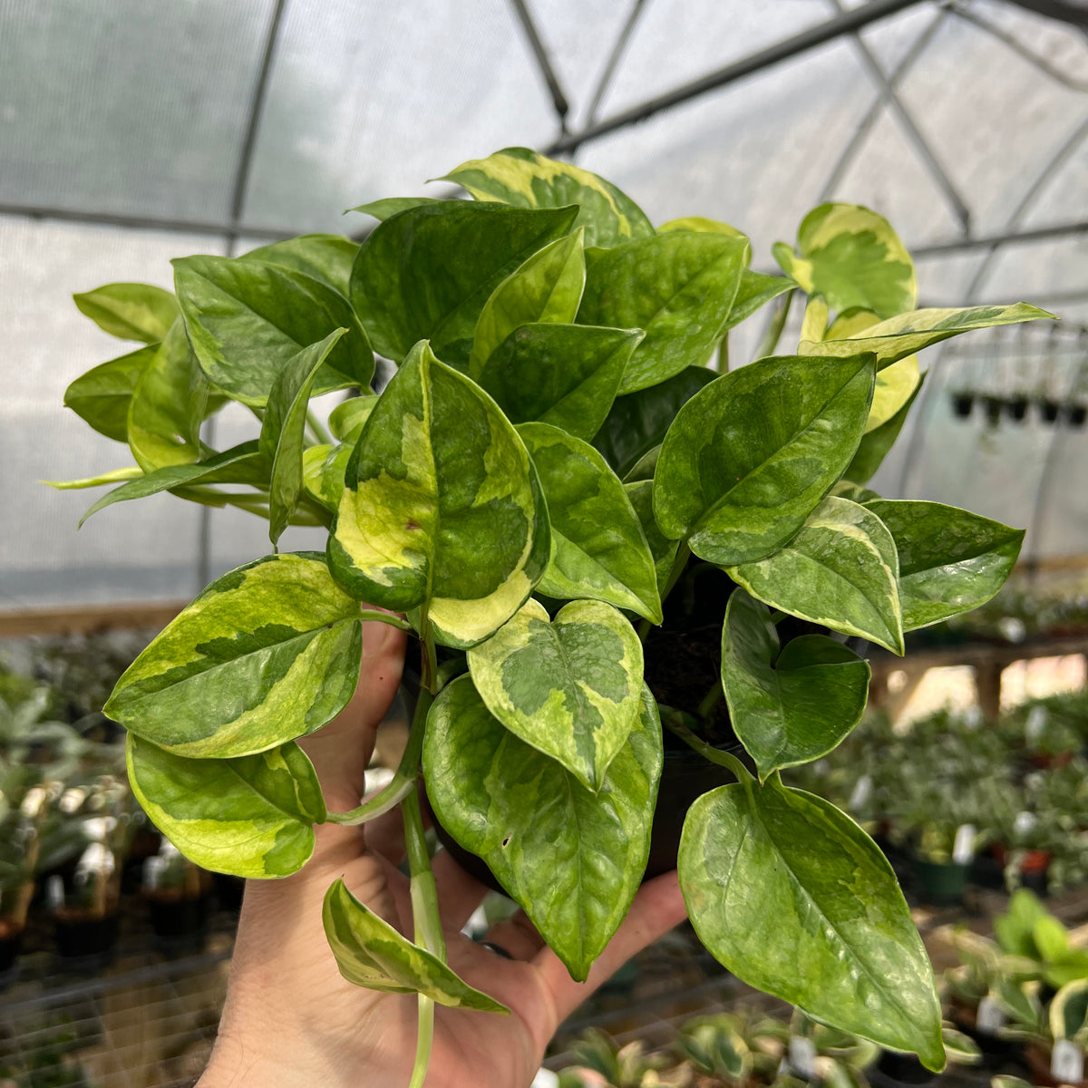 striped pothos plant 6" Pothos 'Lemon Meringue'